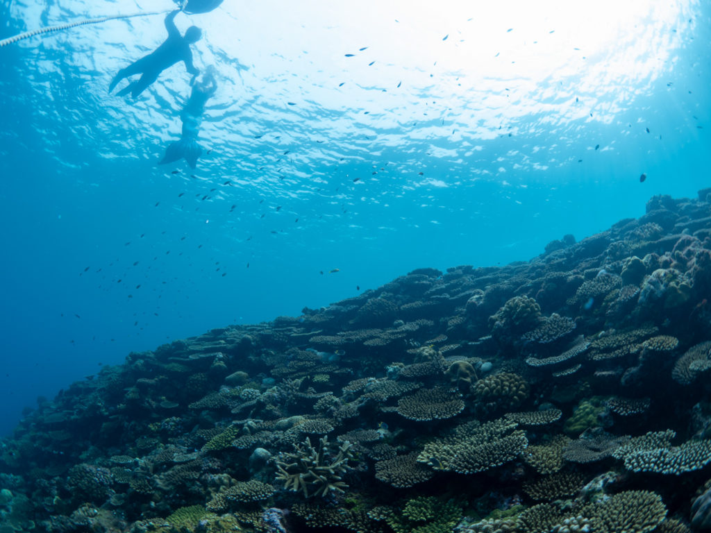 マーメイドスイム 沖縄