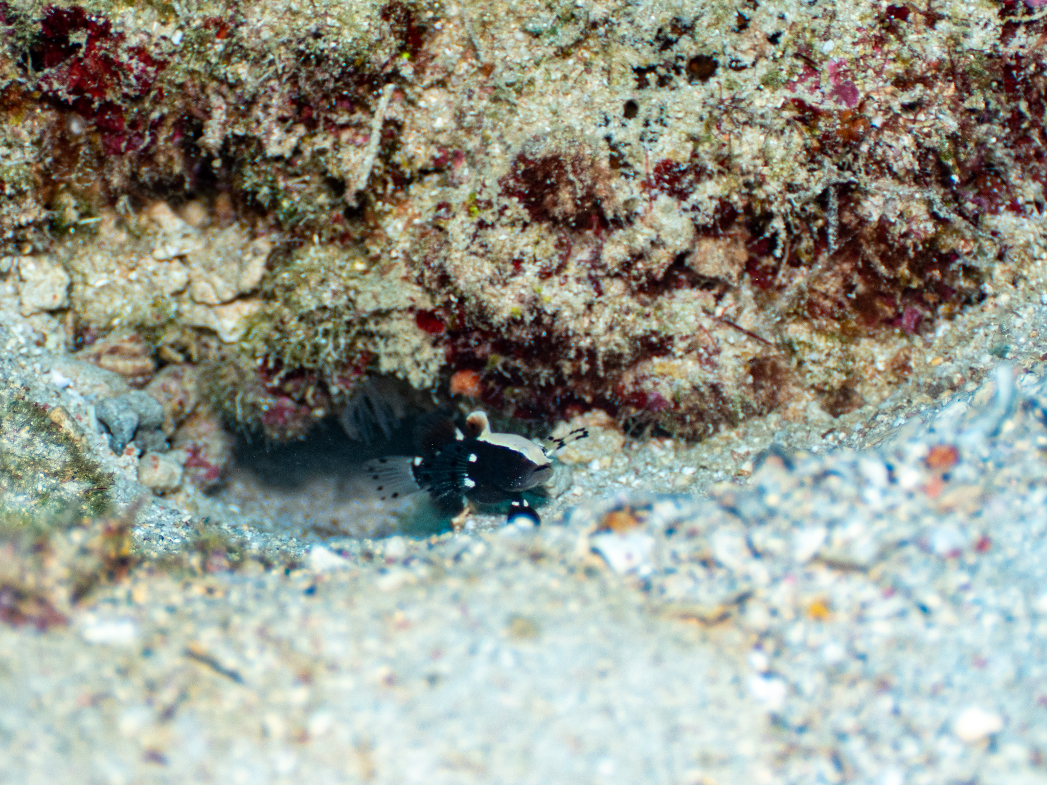 オドリハゼ　恩納村