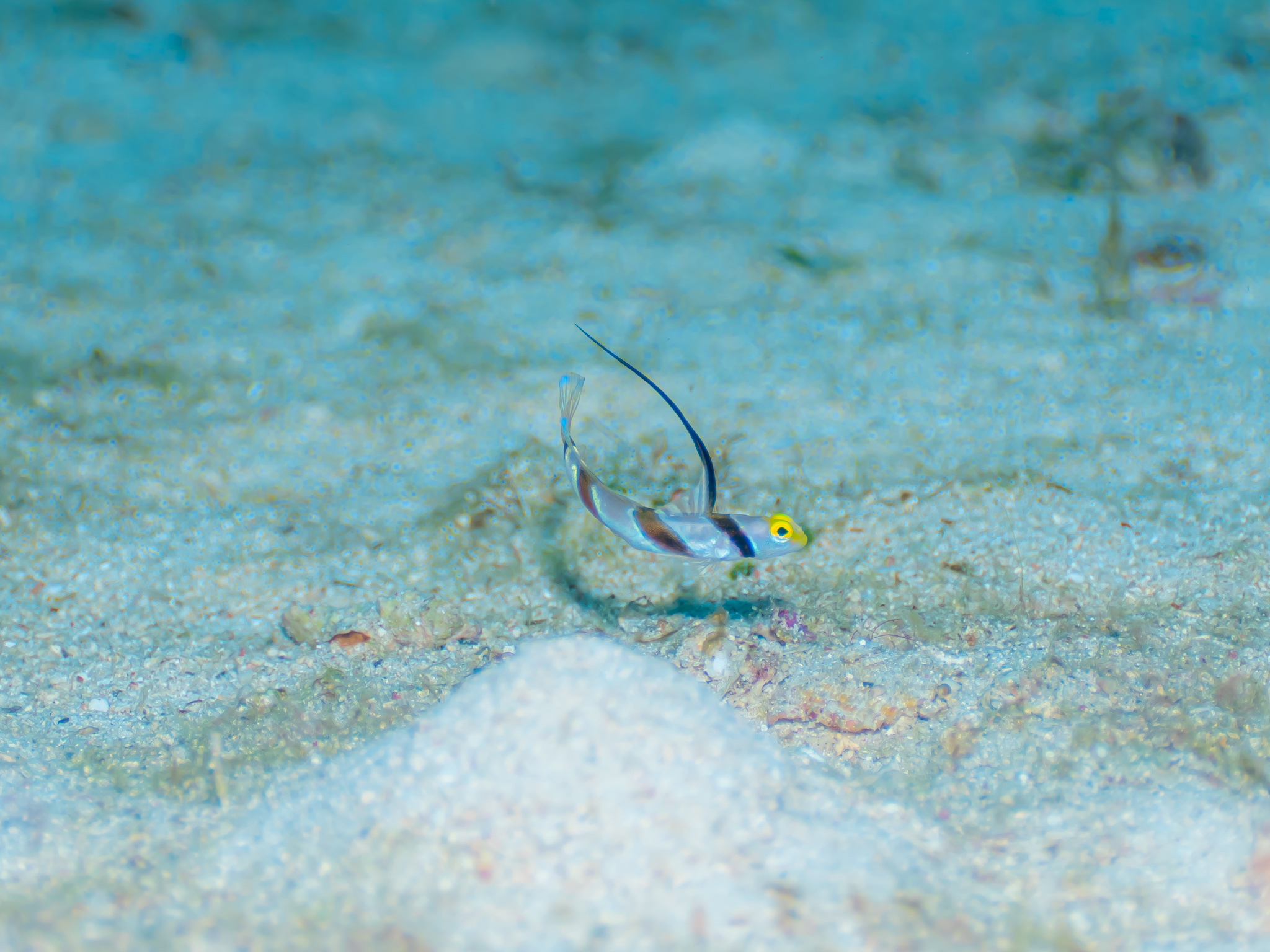 ヒレナガネジリンボウ　真栄田岬