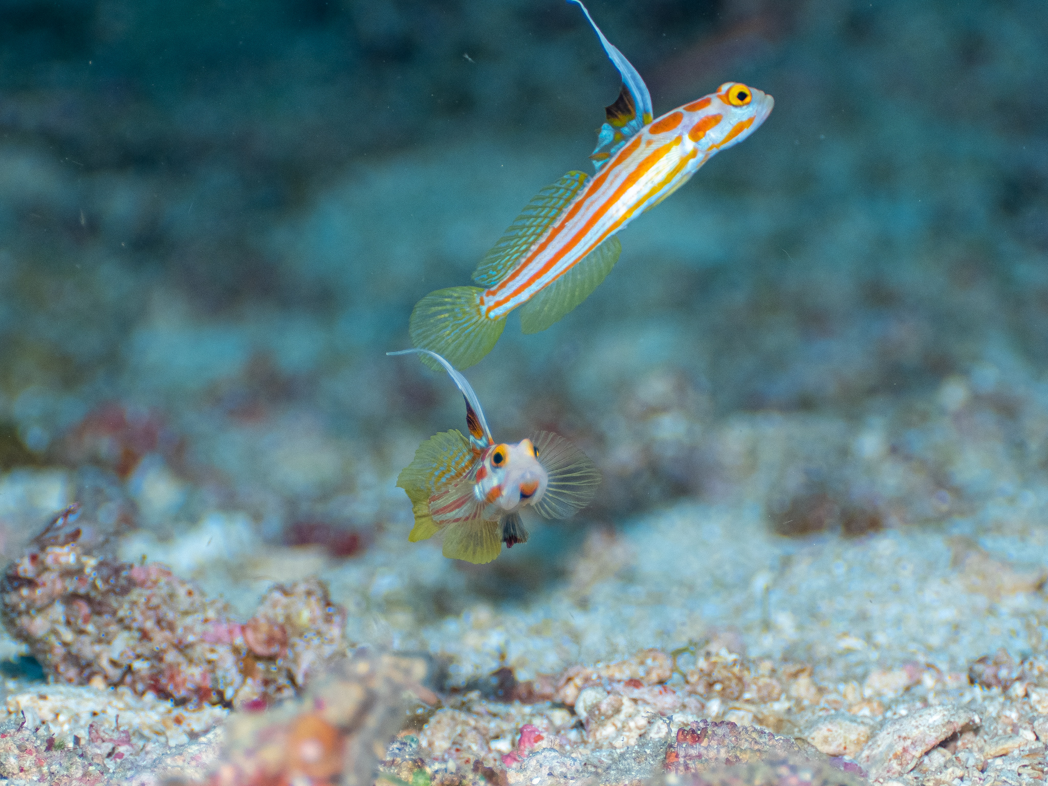 ヤシャハゼ　恩納村