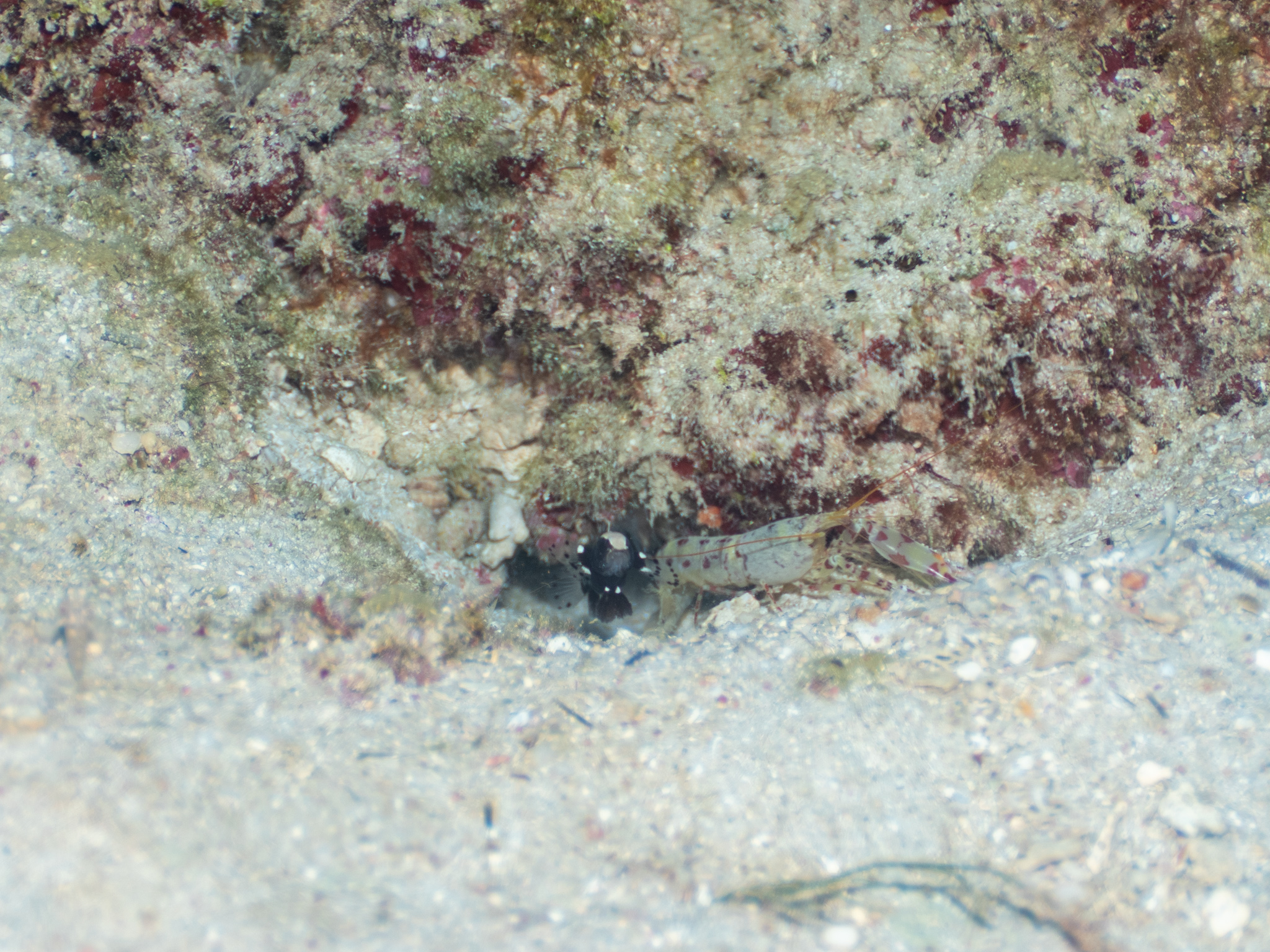 オドリハゼ　沖縄