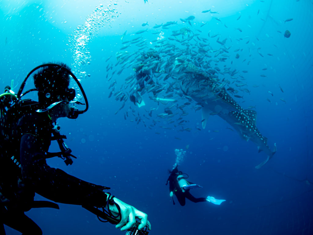 ジンベエザメ　ダイビング