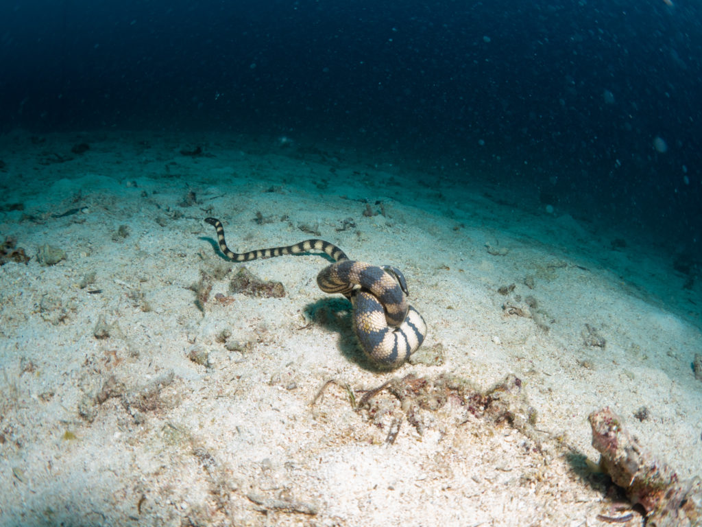 ウミヘビ　恩納村