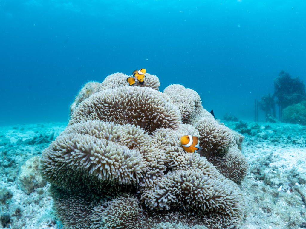 恩納村　ファンダイビング