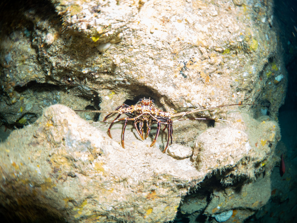 万座　ファンダイビング