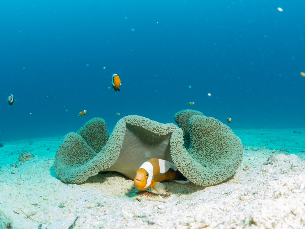 万座　トウアカクマノミ