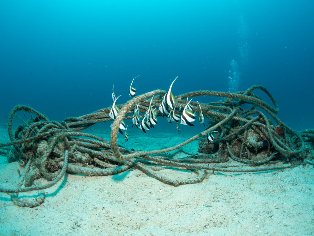 万座　ムレハタタテダイ