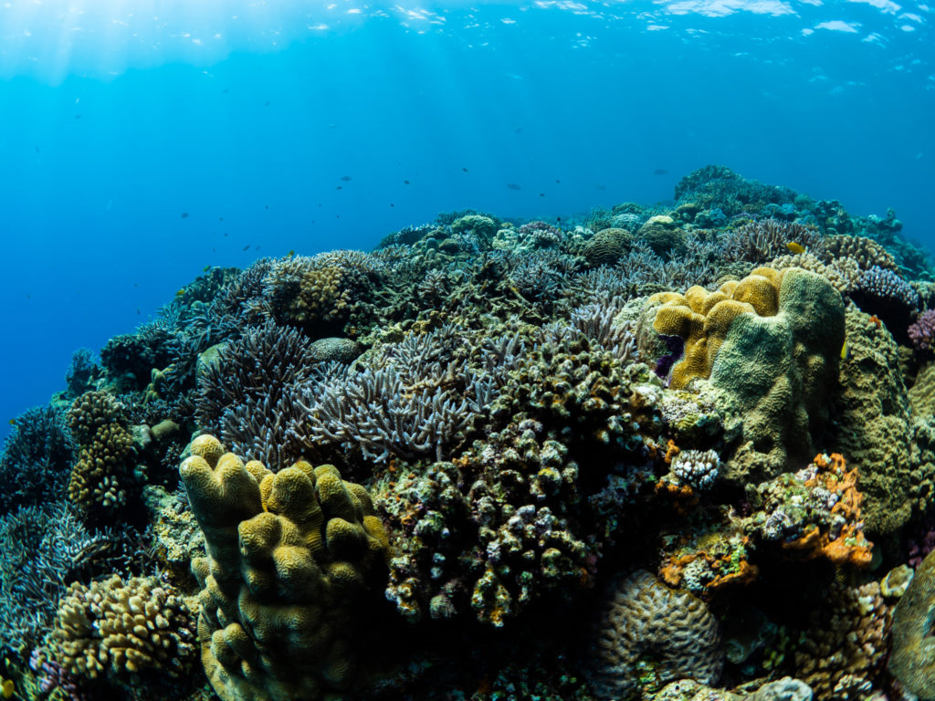 水納島 ファンダイビング