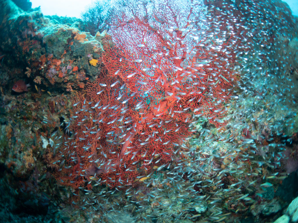 水納島 スカシテンジクダイ