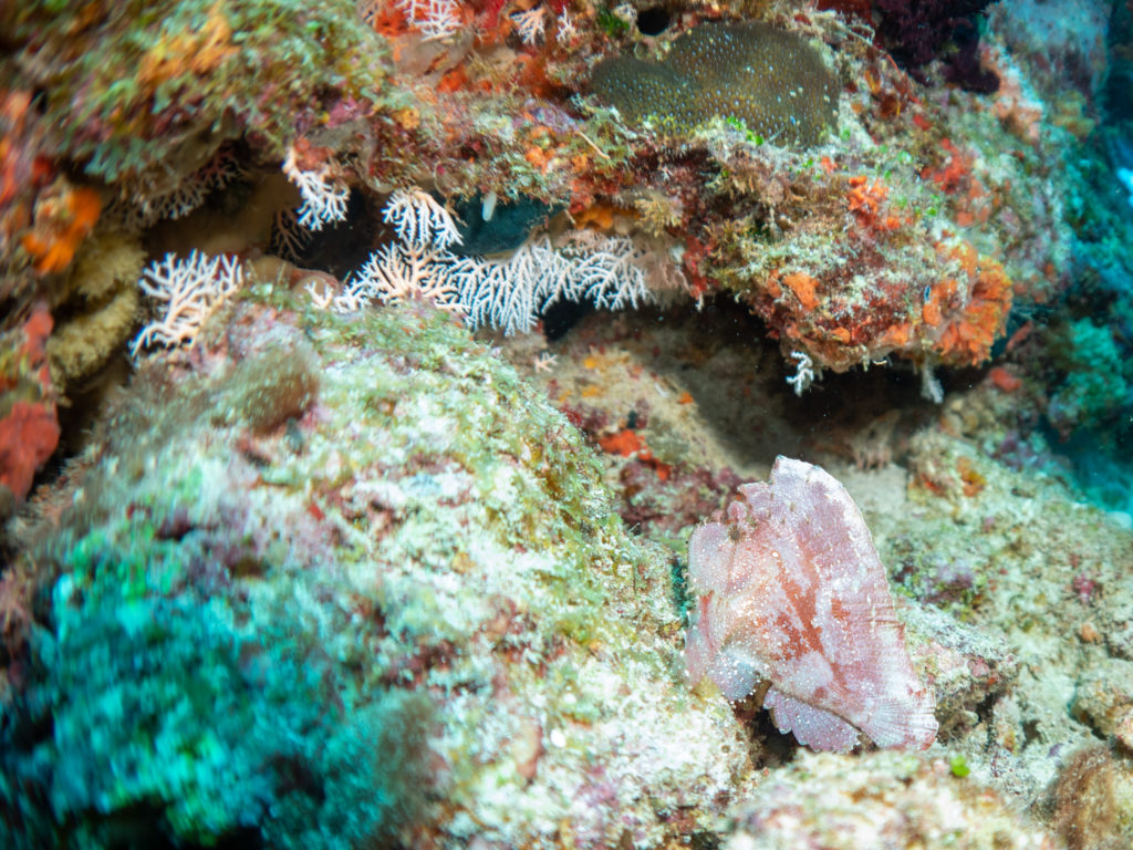 水納島 ハダカハオコゼ