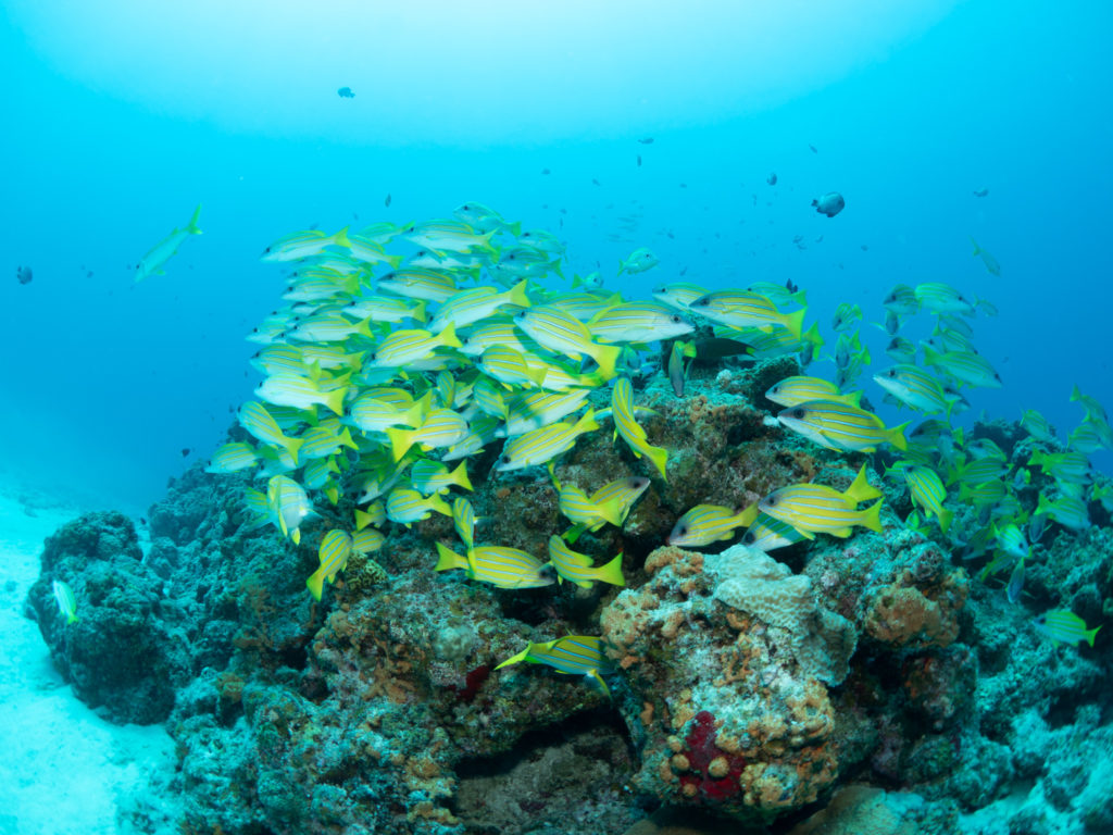 水納島 ヨスジフエダイ