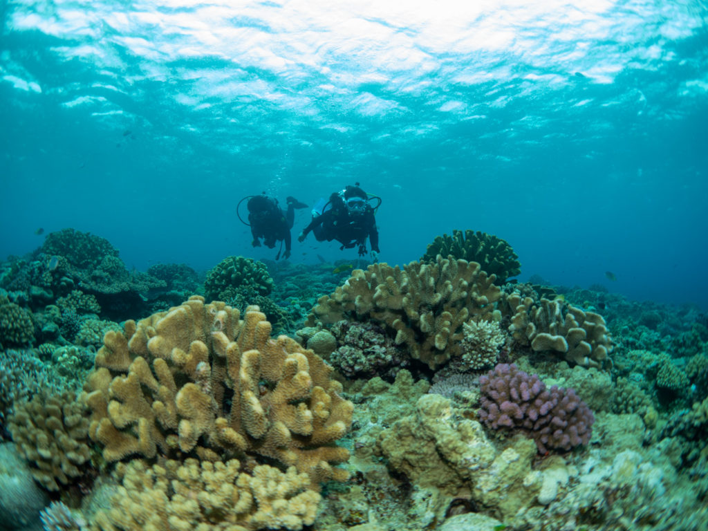 水納島 ファンダイビング