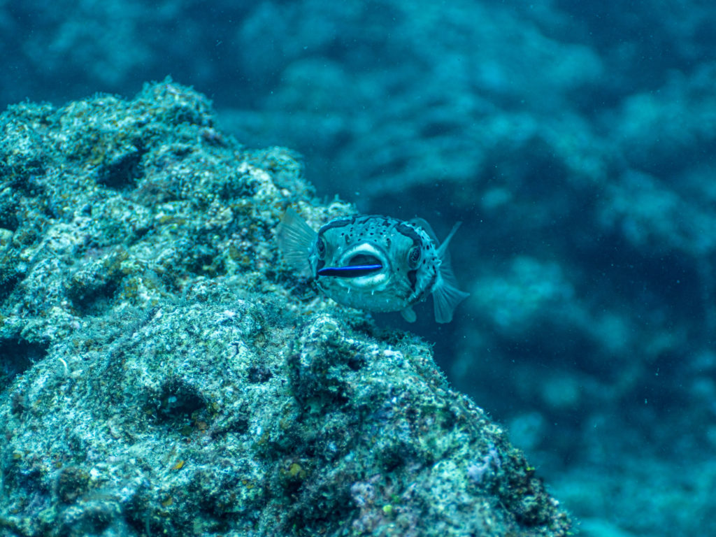 沖縄　ハリセンボン