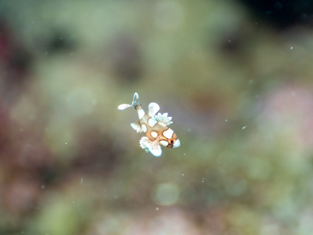 沖縄　チョウチョウコショウダイyg