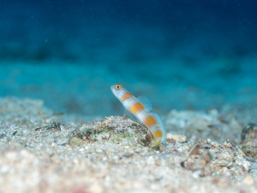 沖縄　ヤノダテハゼ