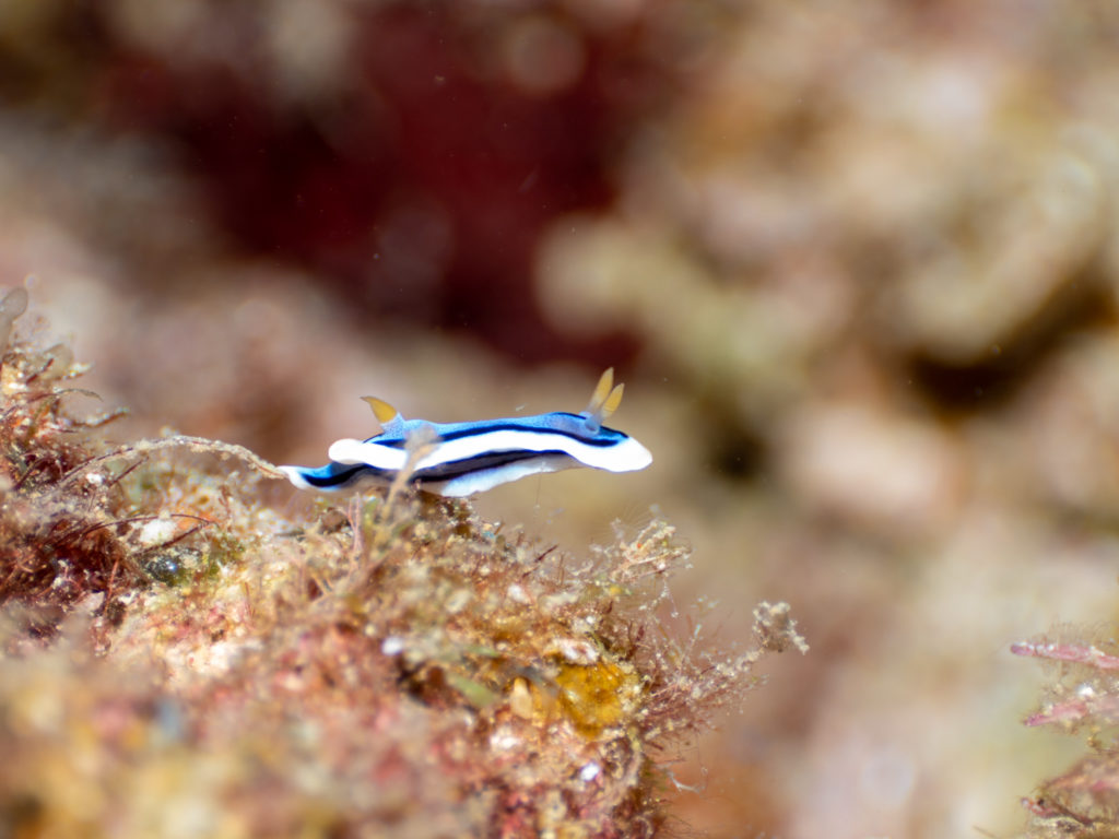 沖縄　アンナウミウシ