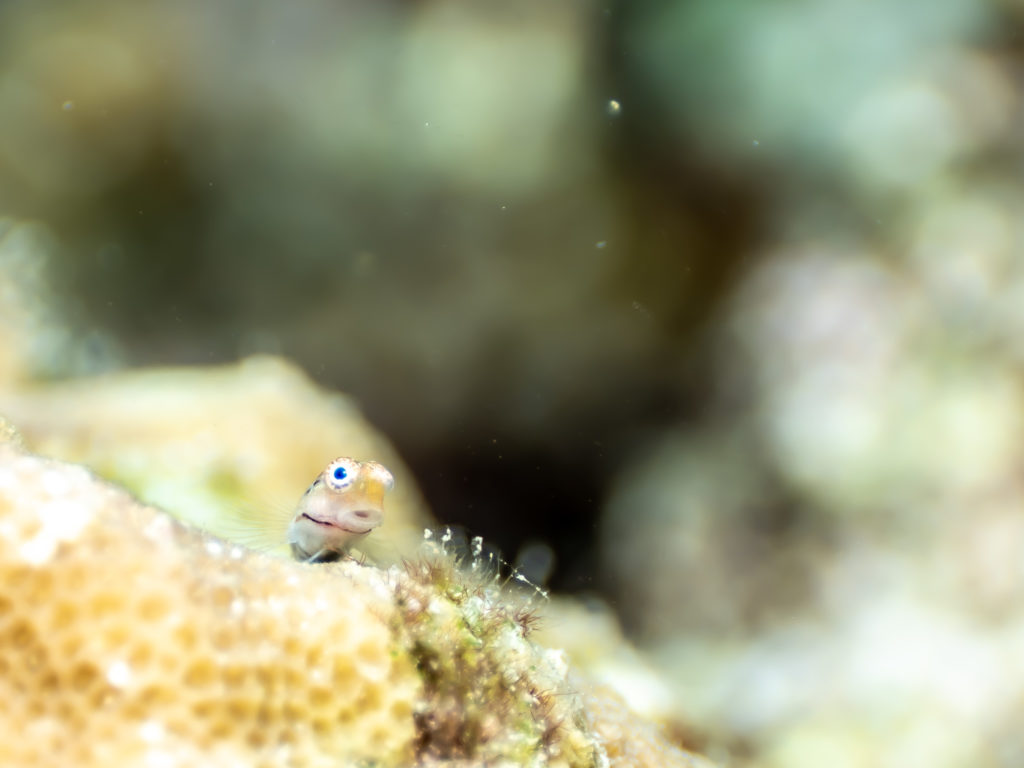 沖縄　イシガキカエルウオyg