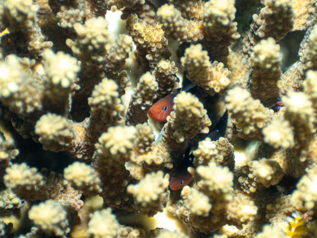 沖縄　フタイロサンゴハゼ