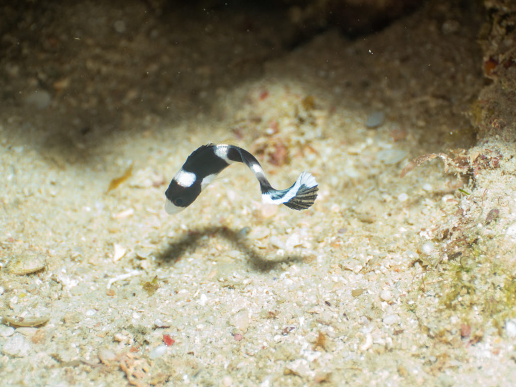 恩納村 アジアコショウダイyg