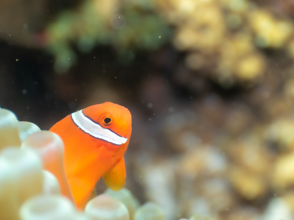 恩納村 ハマクマノミ