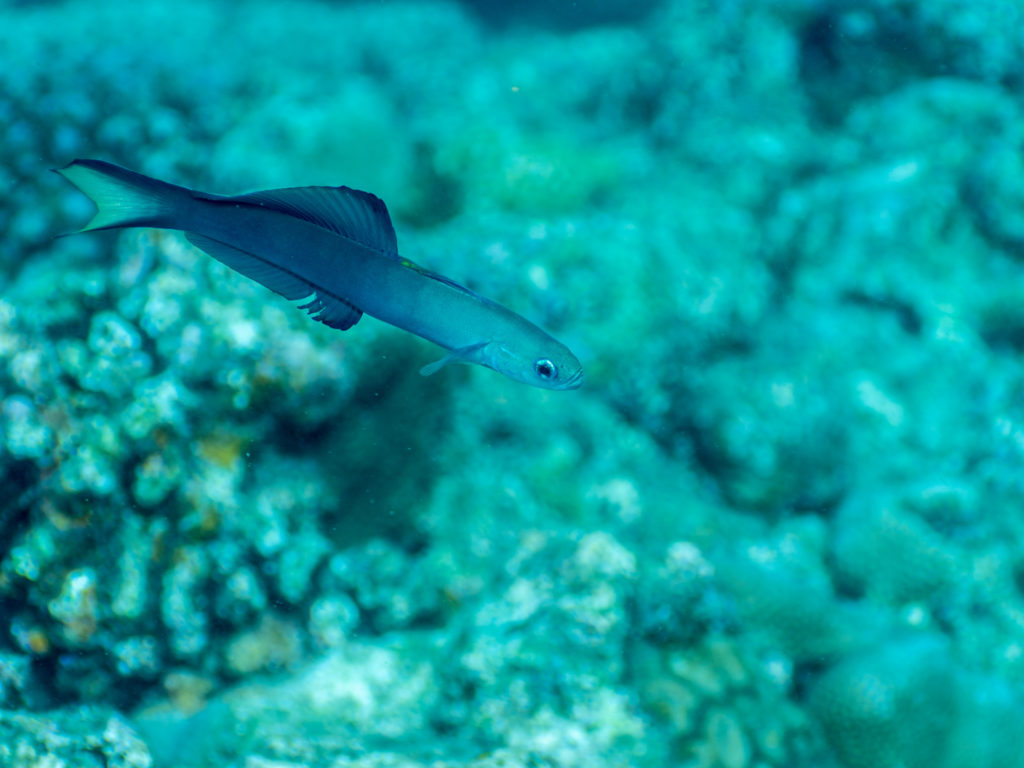 恩納村 クロユリハゼ