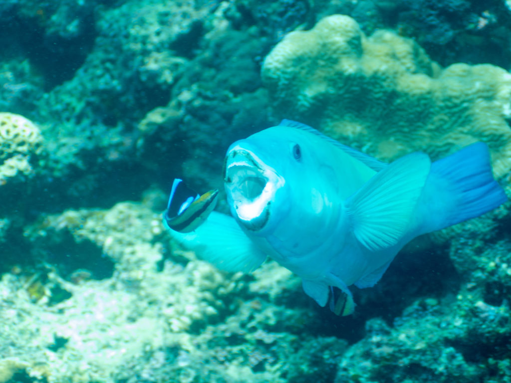 恩納村 イラブチャー