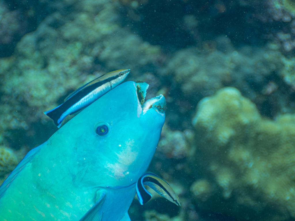 アオブダイ ホンソメワケベラ