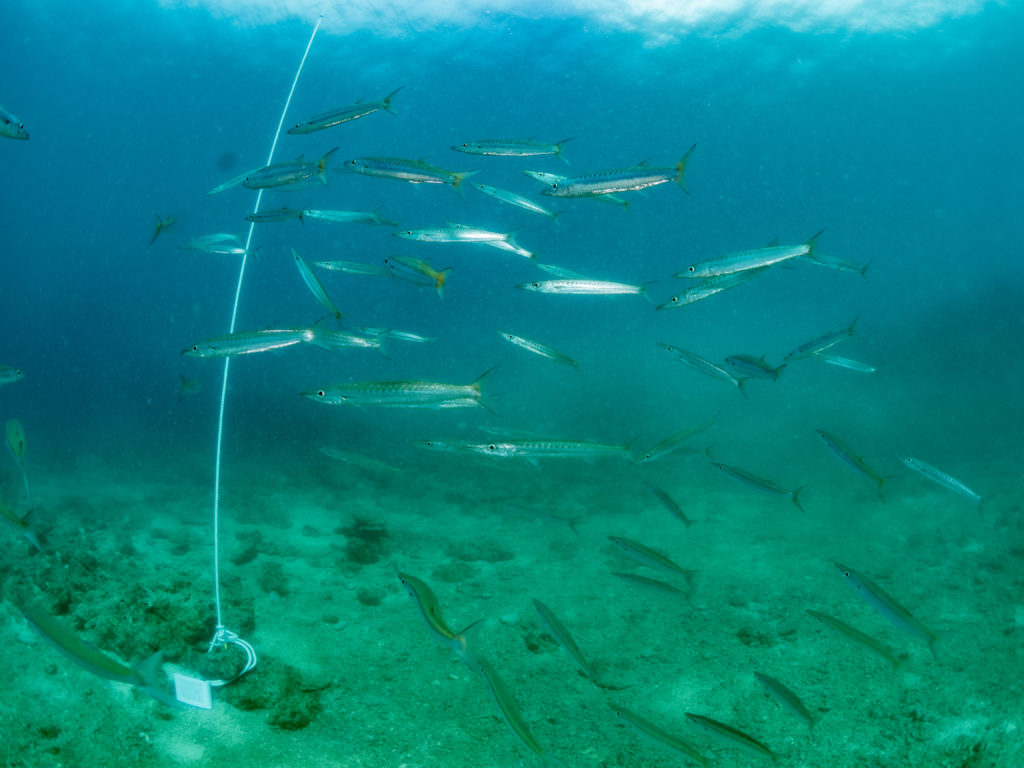 沖縄　ダイビングライセンス講習