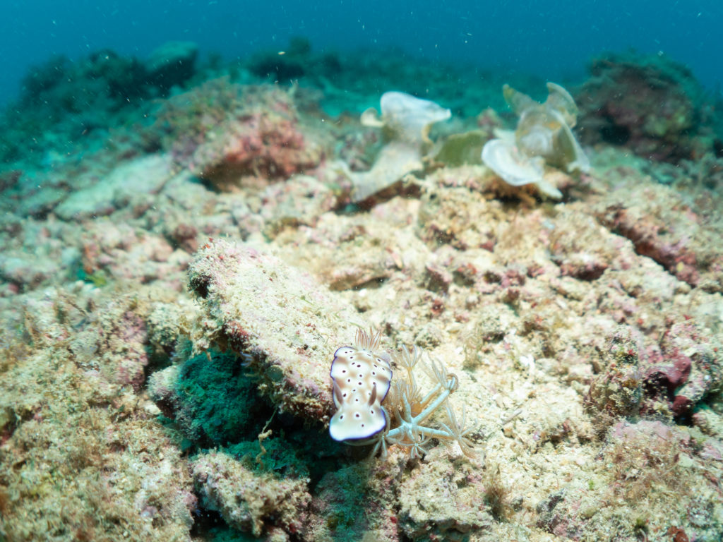 沖縄　ダイビングライセンス講習