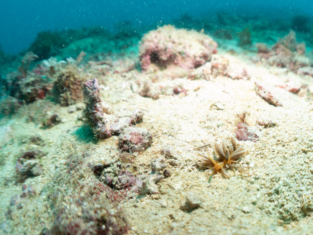 沖縄　ダイビングライセンス講習