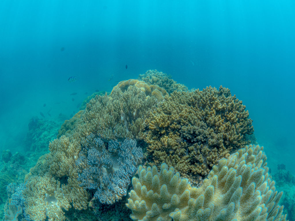 沖縄　ダイビングライセンス講習