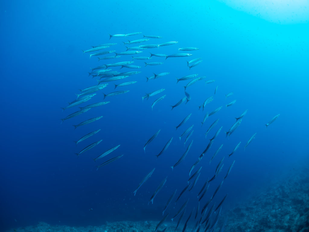 万座　ファンダイビング