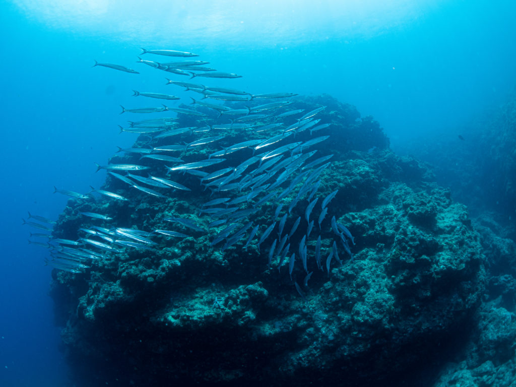 万座　ファンダイビング