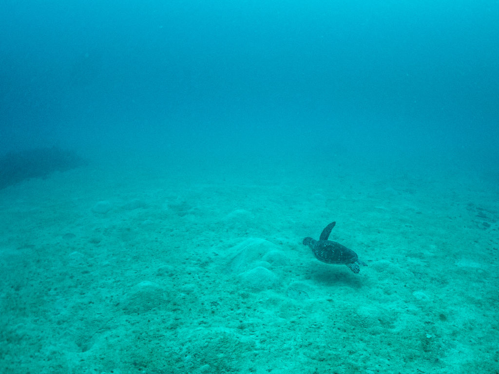 沖縄　ファンダイビング