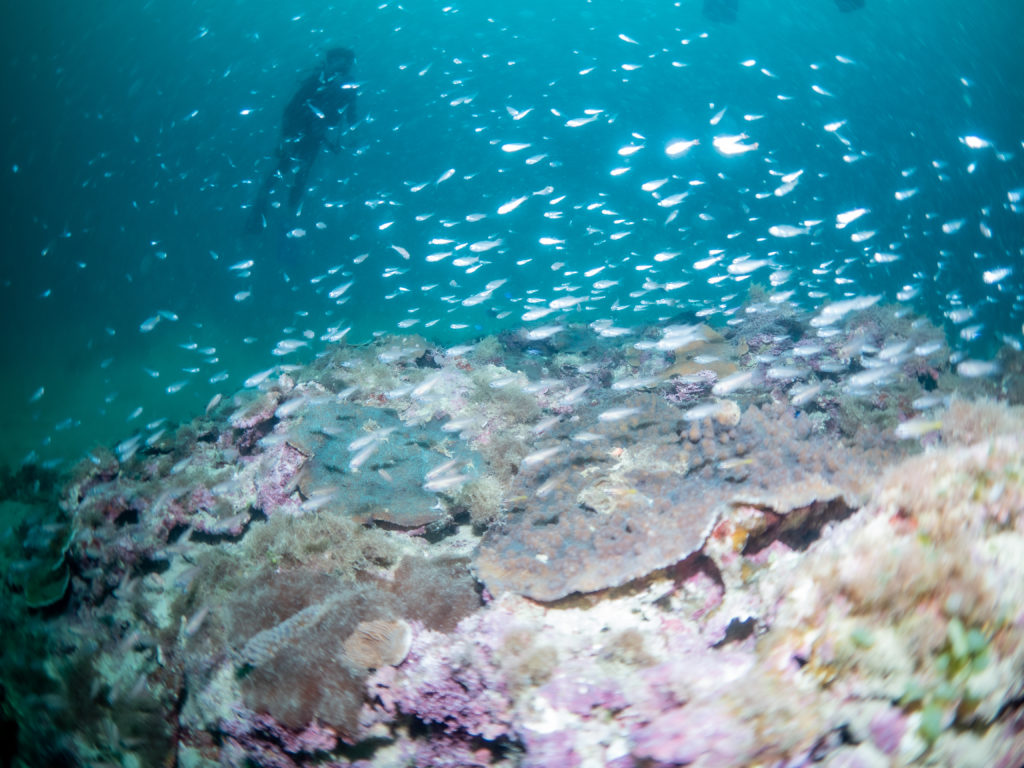 沖縄　ファンダイビング