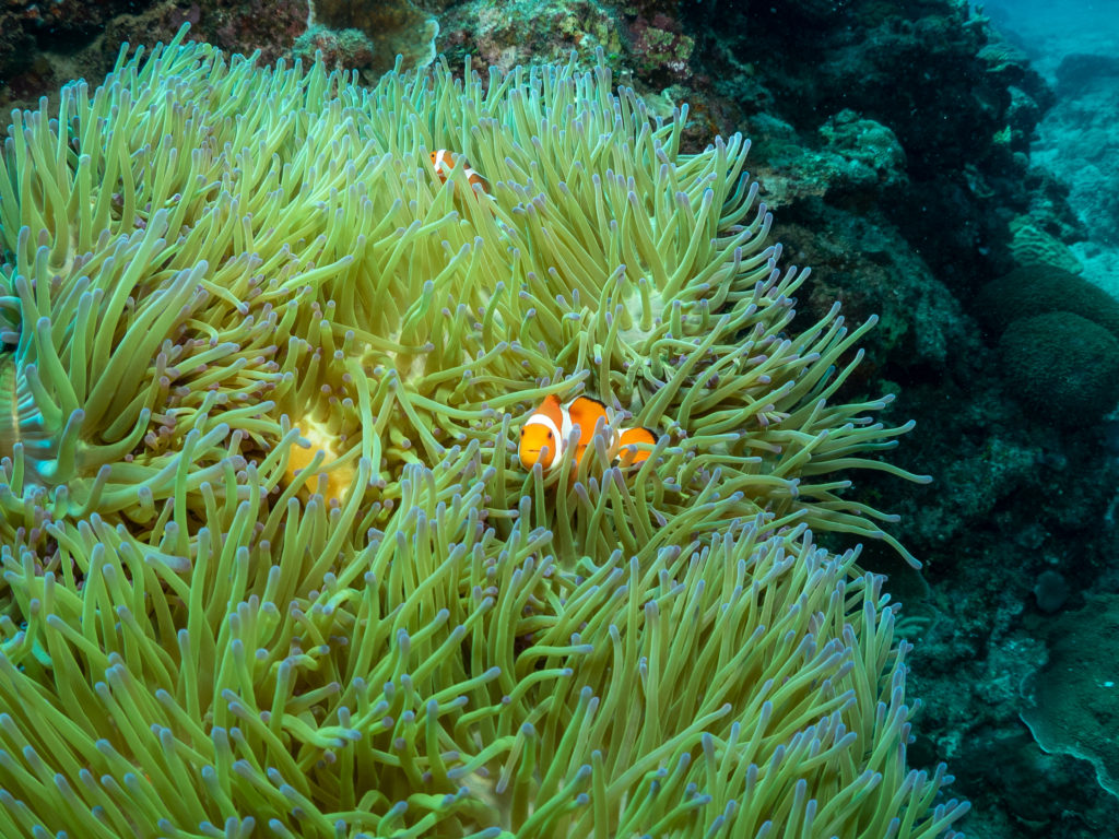 ニモ　カクレクマノミ