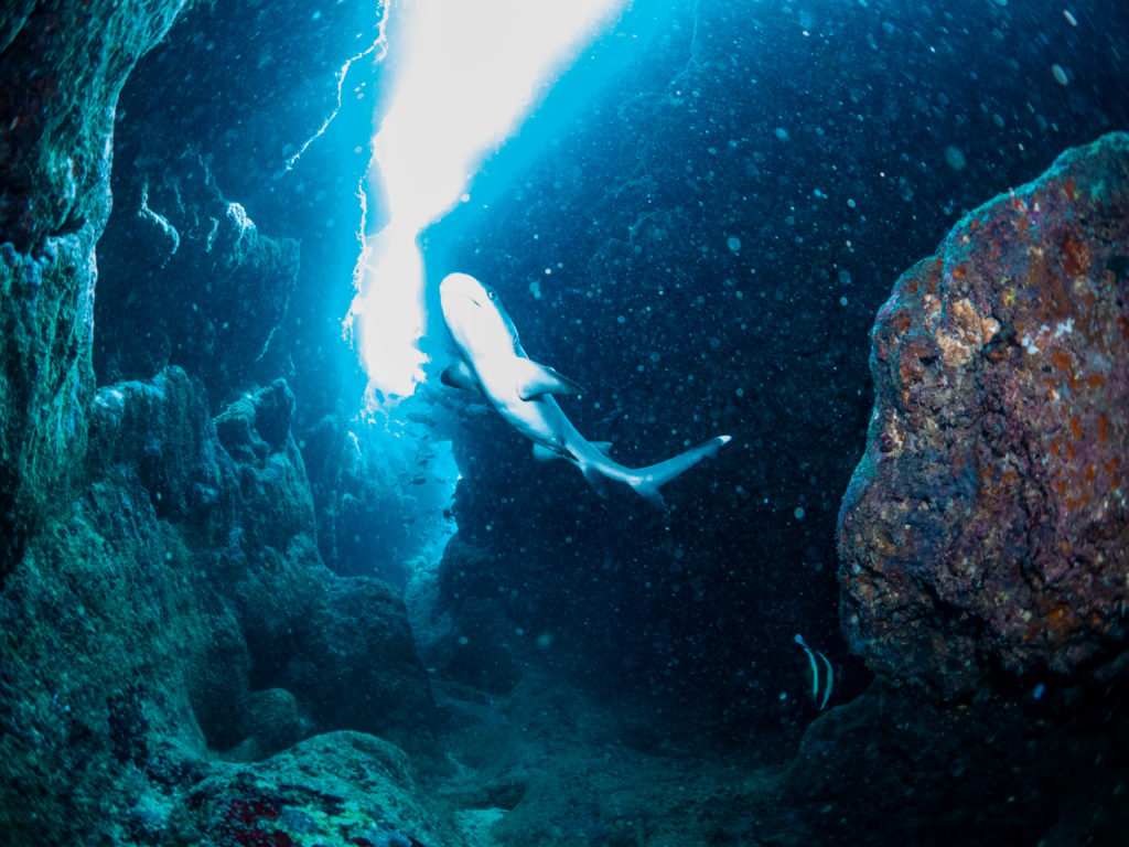 万座　ファンダイビング