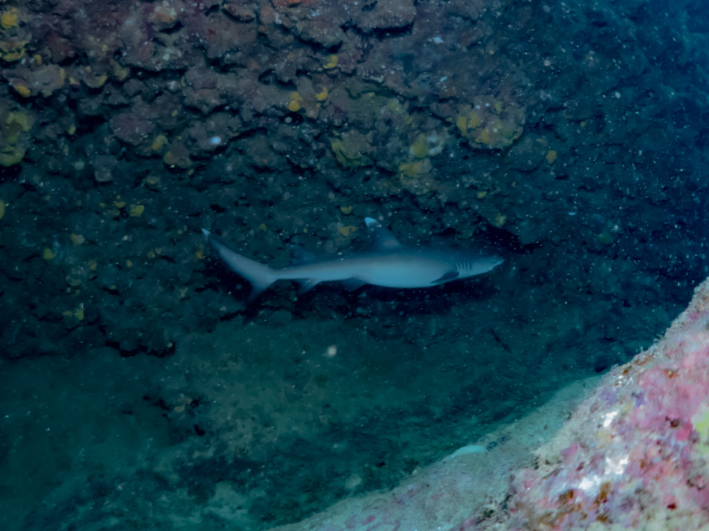 万座　ファンダイビング