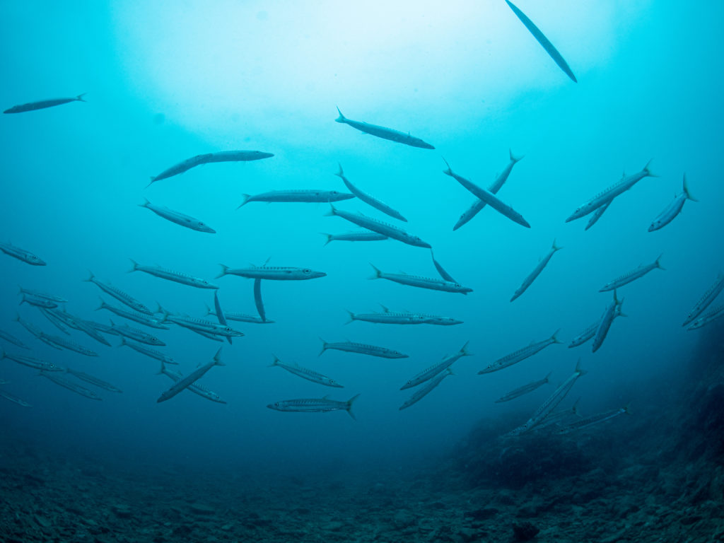 沖縄　ダイビングライセンス講習