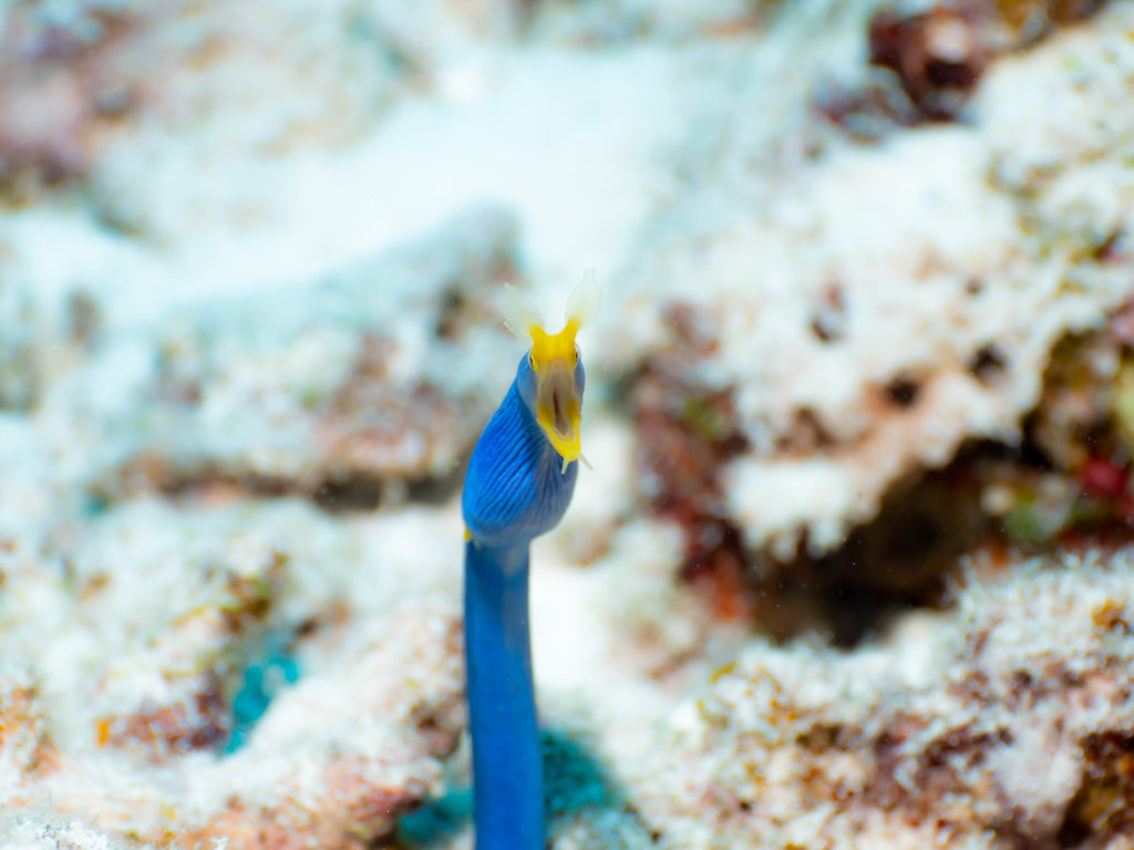 水納島　ファンダイビング