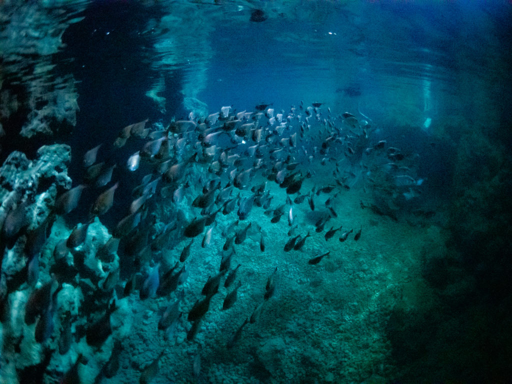 青の洞窟　マーメイドスイム