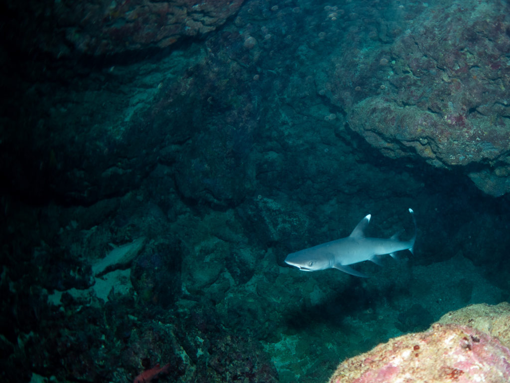 恩納村 ファンダイビング