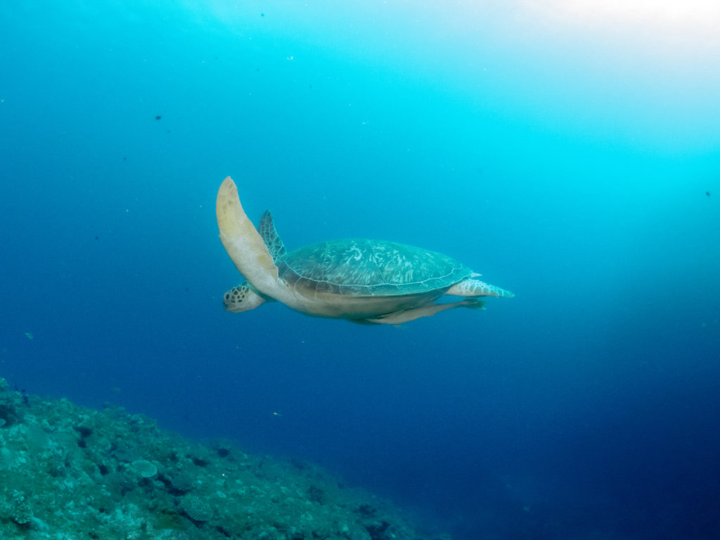 恩納村 ファンダイビング