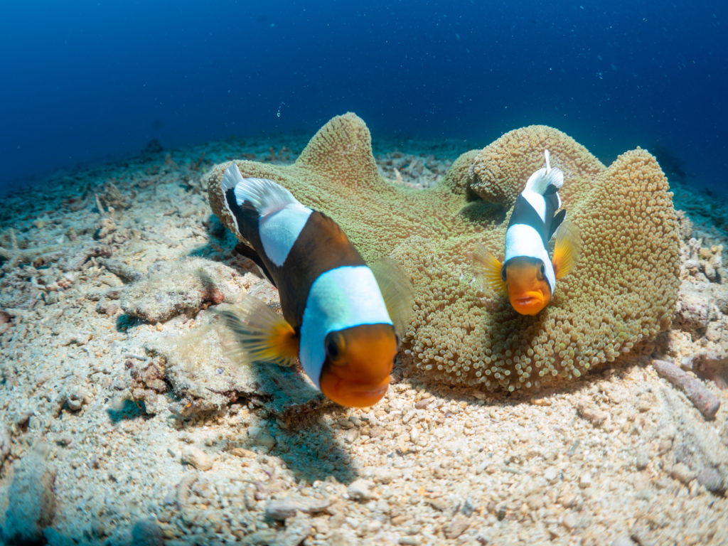 恩納村 ファンダイビング