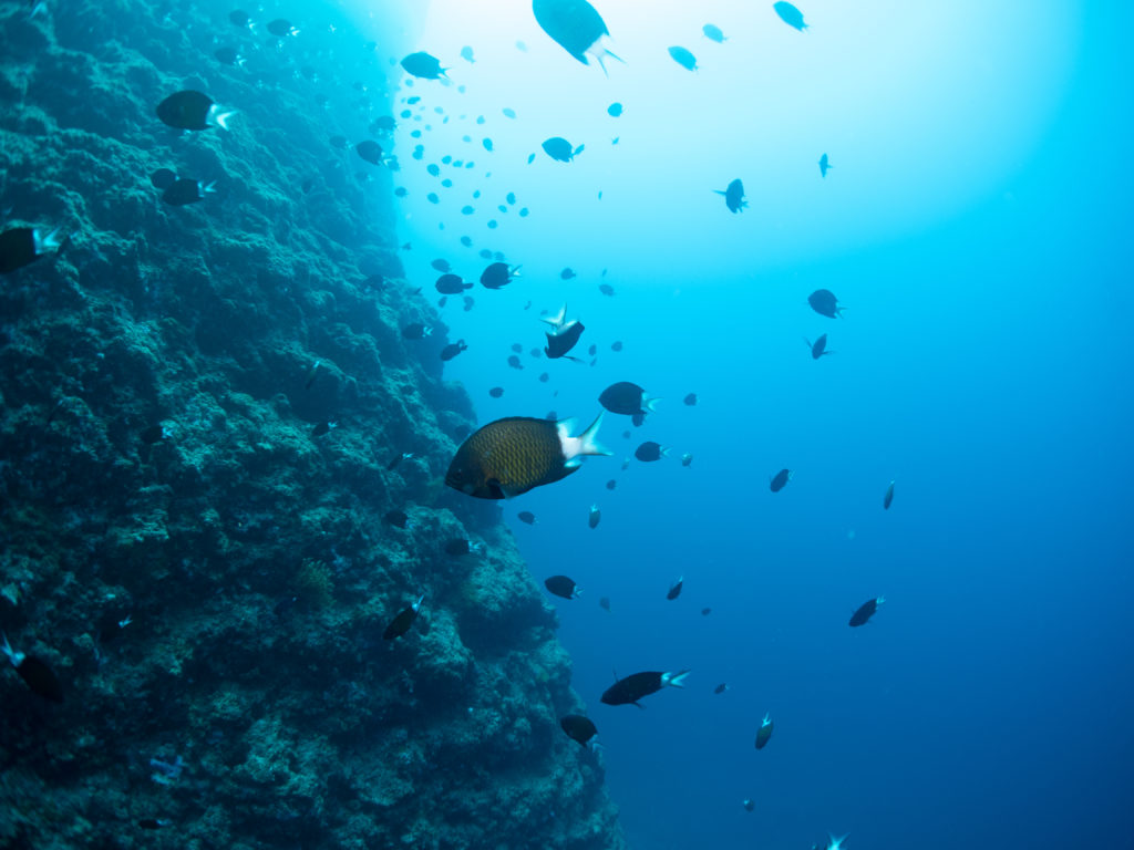 恩納村 ファンダイビング