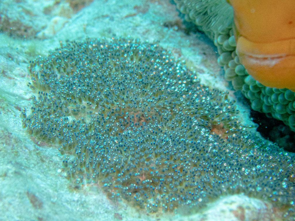 恩納村 ファンダイビング