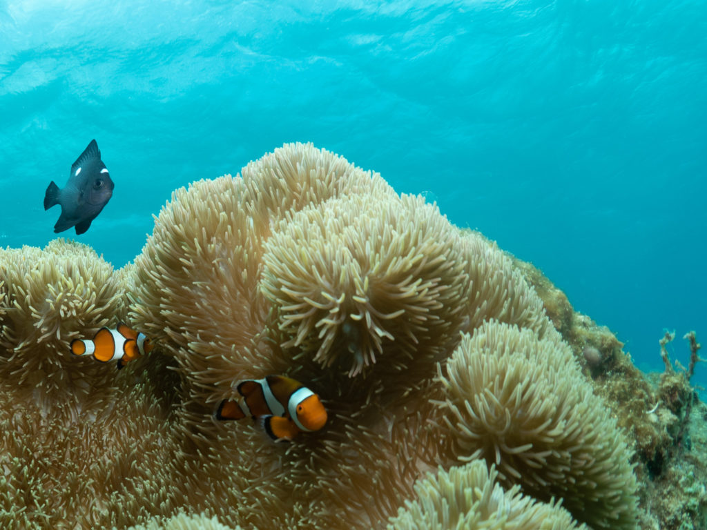 恩納村　マーメイドスイム