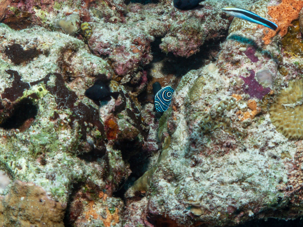 水納島 ファンダイビング