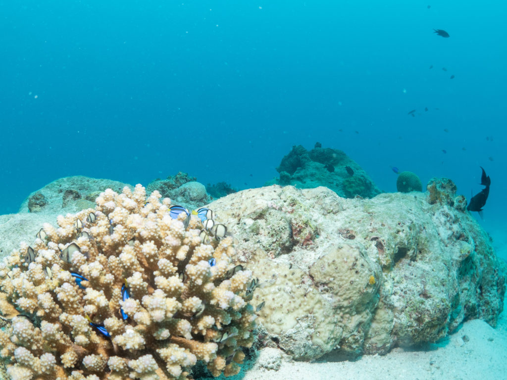 水納島 ファンダイビング