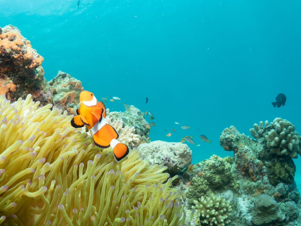 水納島 ファンダイビング